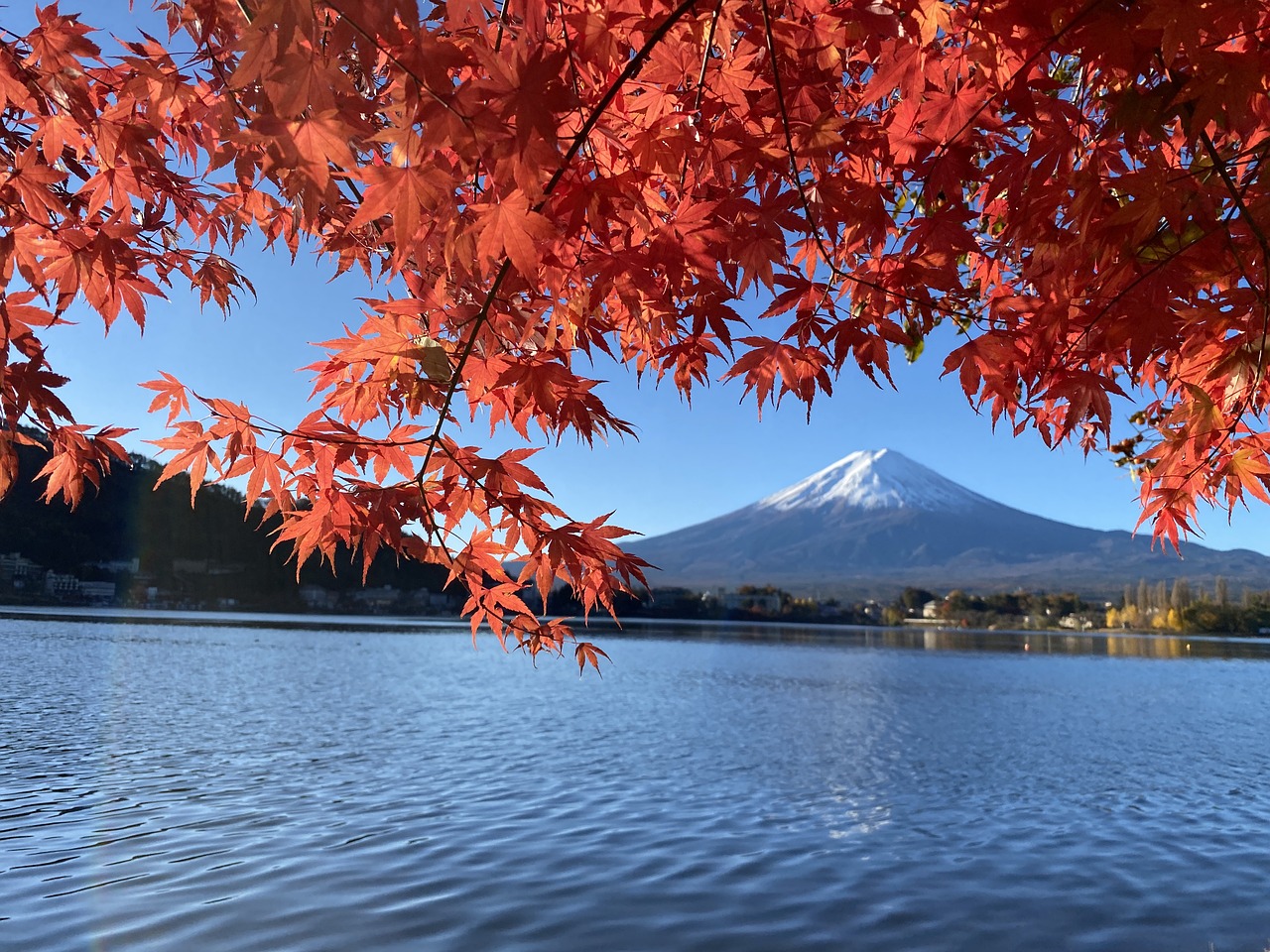 nature, mount fuji, autumn-6791030.jpg